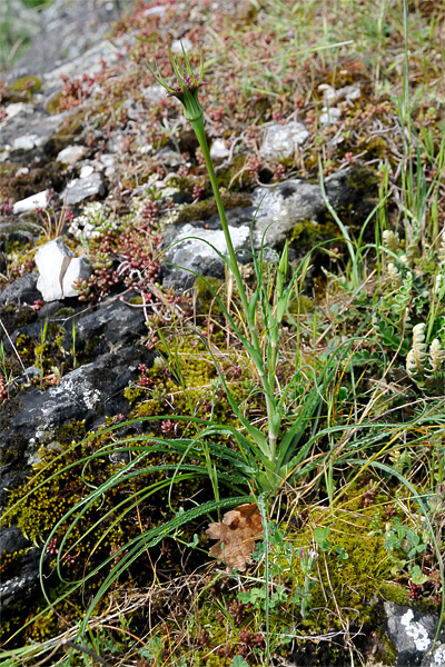 Tragopogon porrifolius