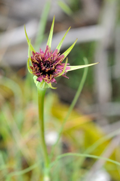 Tragopogon porrifolius