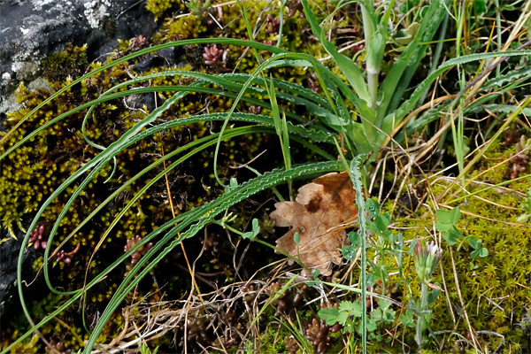 Tragopogon porrifolius