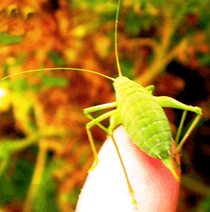 odontura da identificare