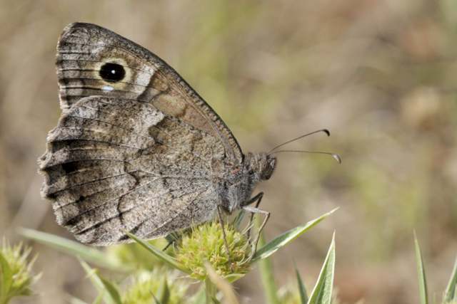 farfalla da identificare