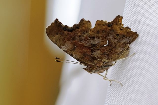 id farfalla - Polygonia c-album