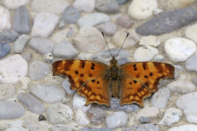 id farfalla - Polygonia c-album