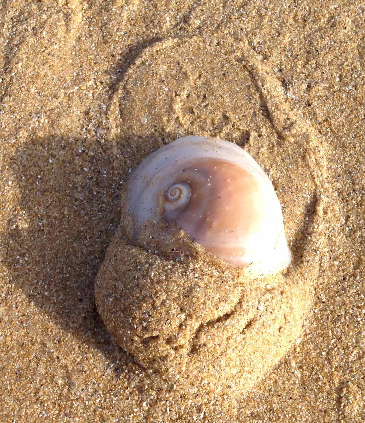 mollusco a Punta Penna/Aderci (CH)
