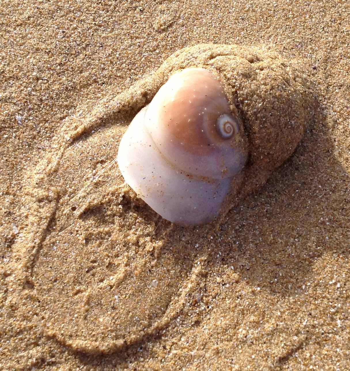 mollusco a Punta Penna/Aderci (CH)