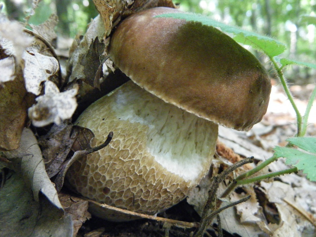 Boletaceae di  Agosto.