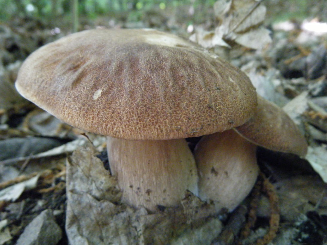 Boletaceae di  Agosto.