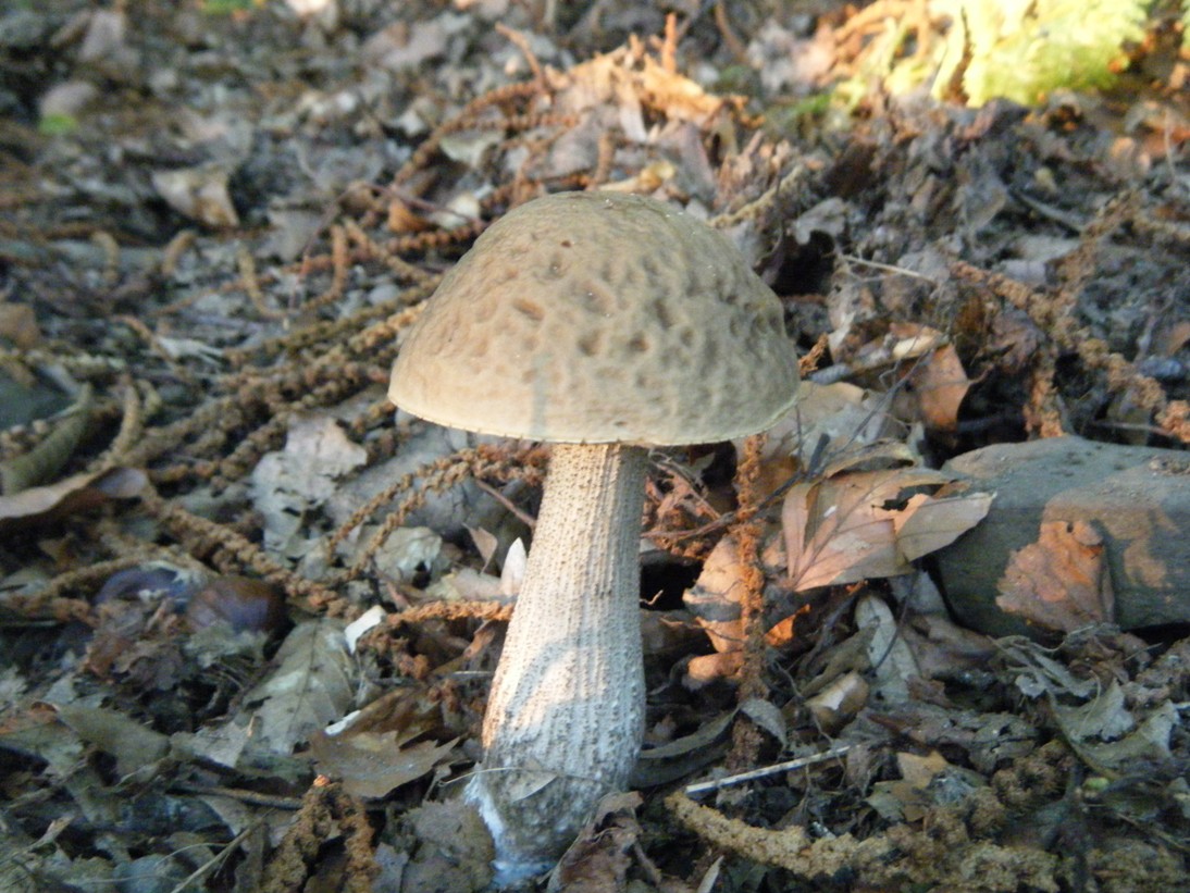 Boletaceae di  Agosto.