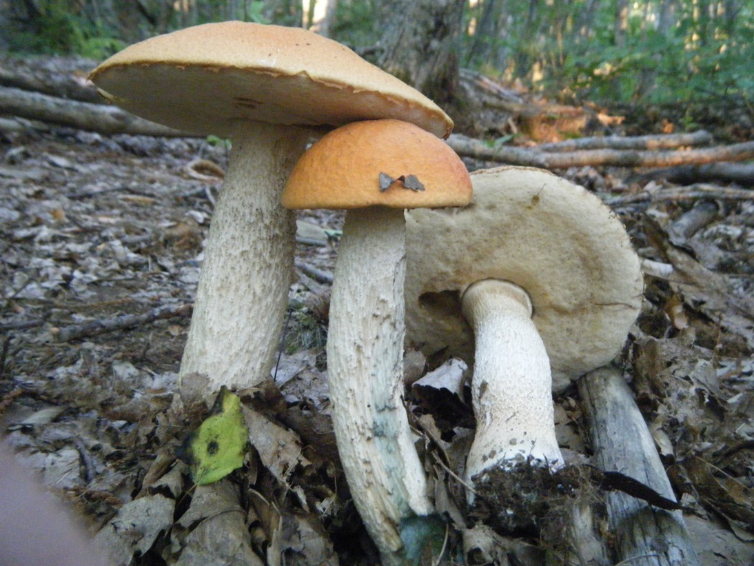 Boletaceae di  Agosto.