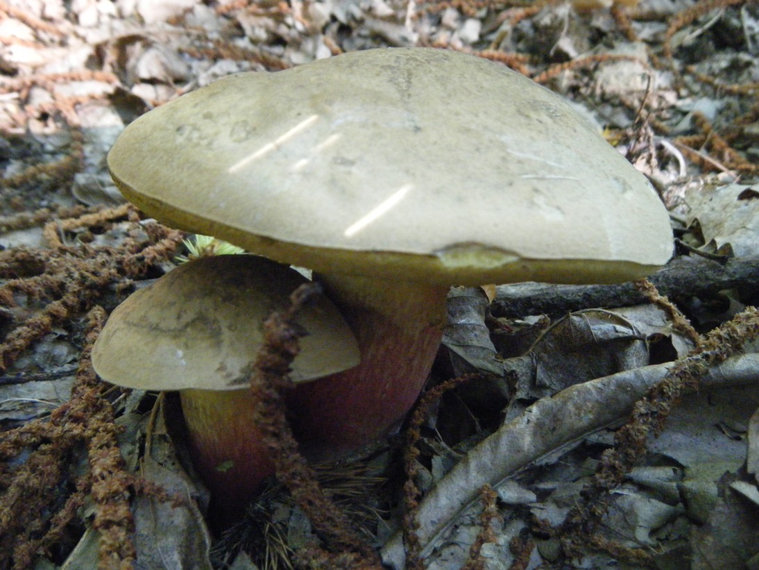 Boletaceae di  Agosto.