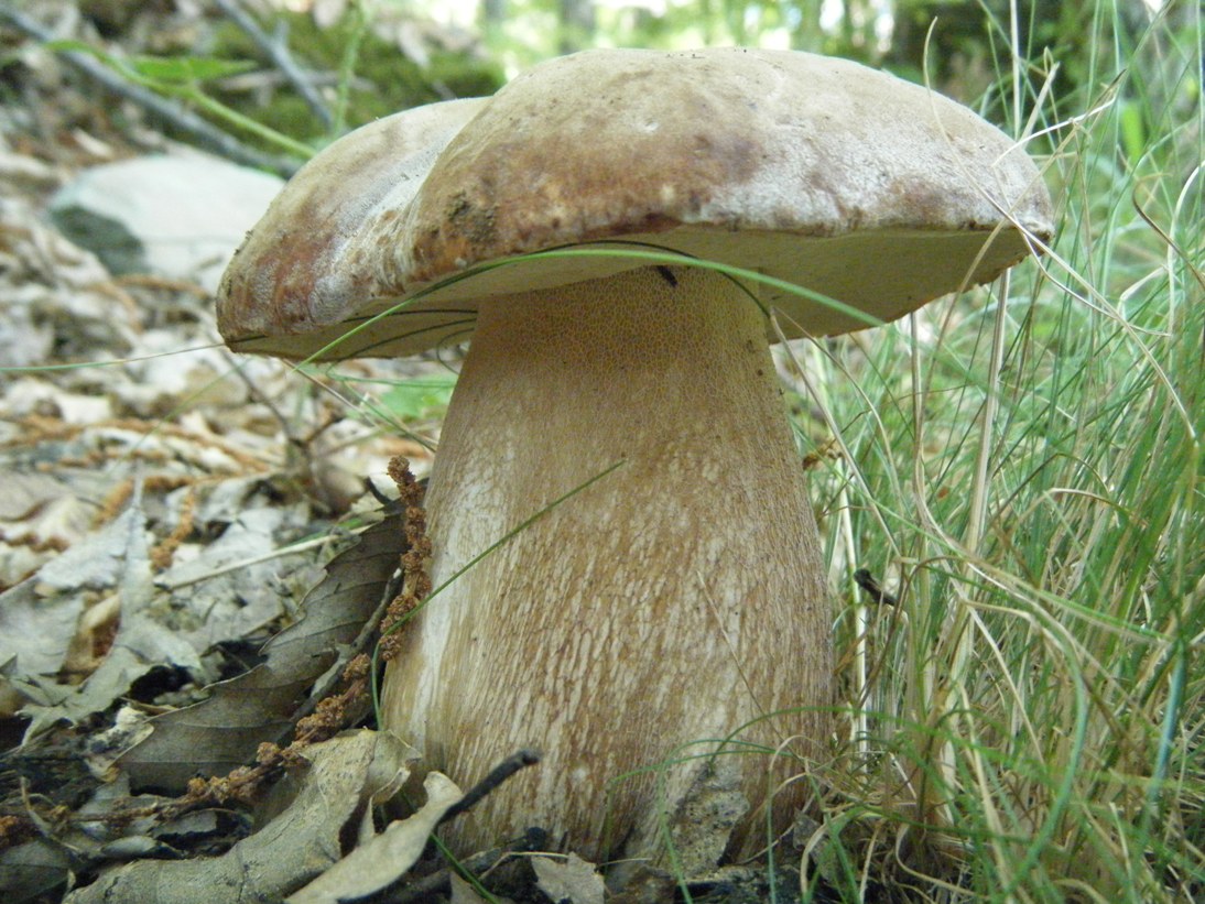 Boletaceae di  Agosto.