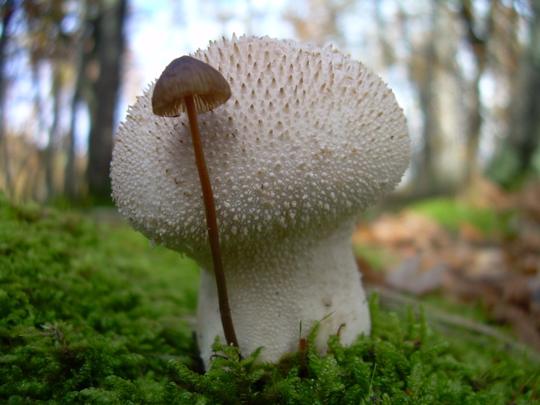 Lycoperdon e....???