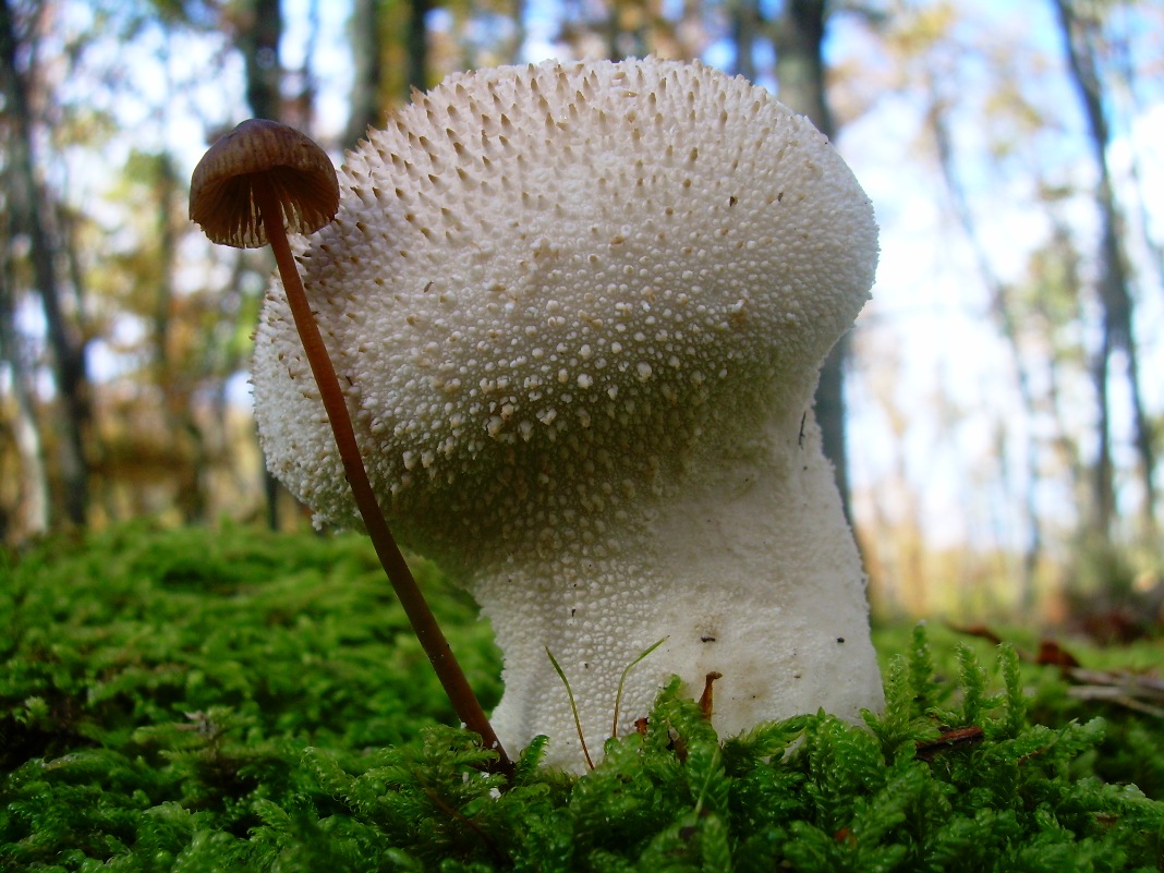 Lycoperdon e....???