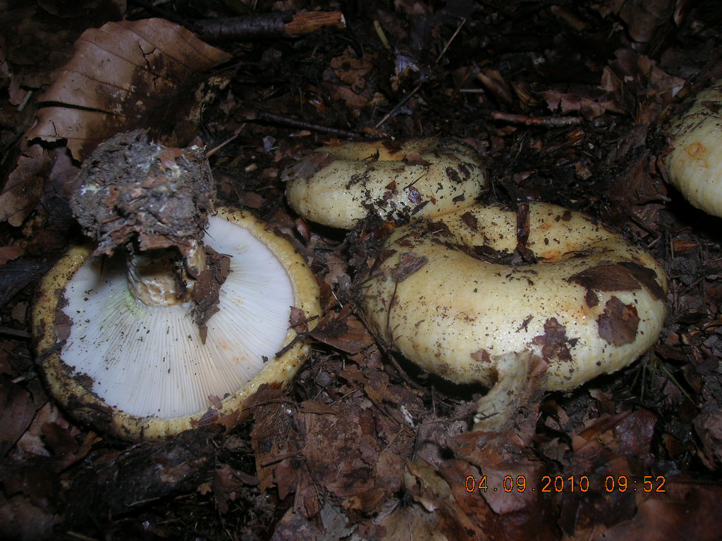 Lactarius da determinare