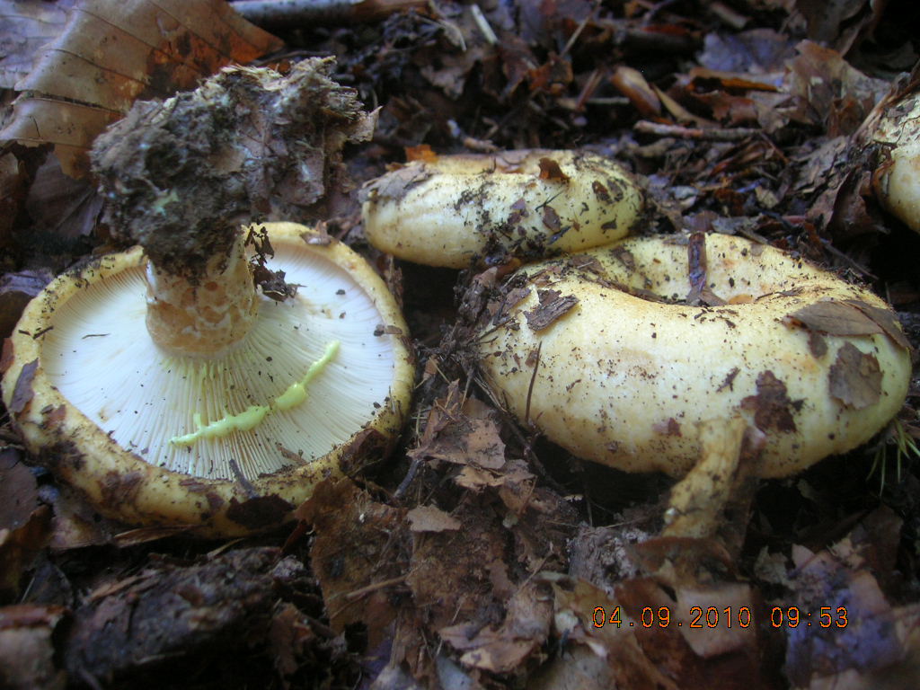 Lactarius da determinare