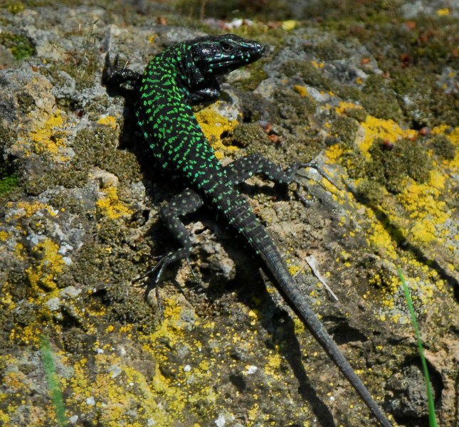 Podarcis muralis nigriventris, maschio