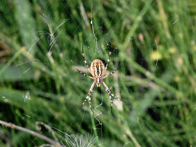 Argiope bruennichi