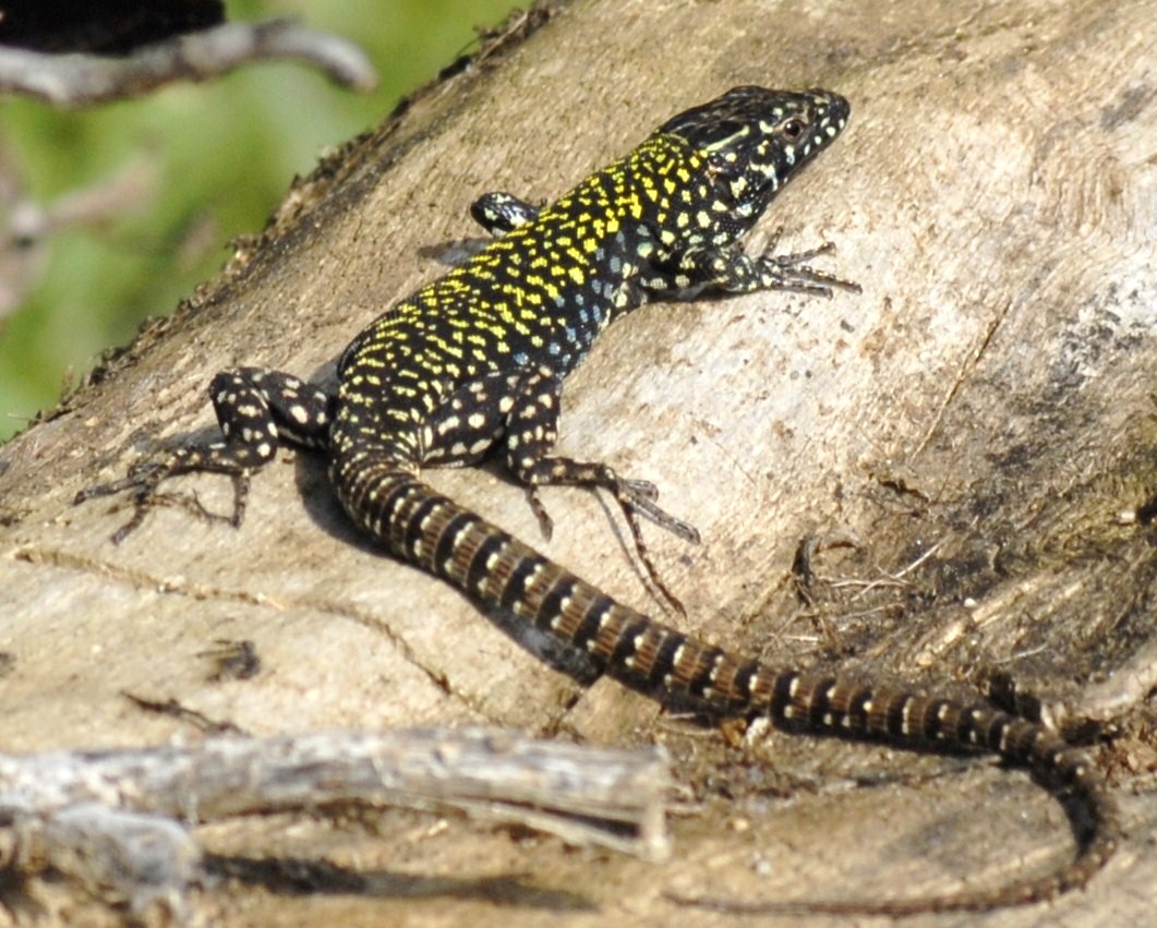 Podarcis muralis in primo piano