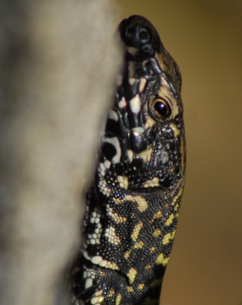 Podarcis muralis in primo piano