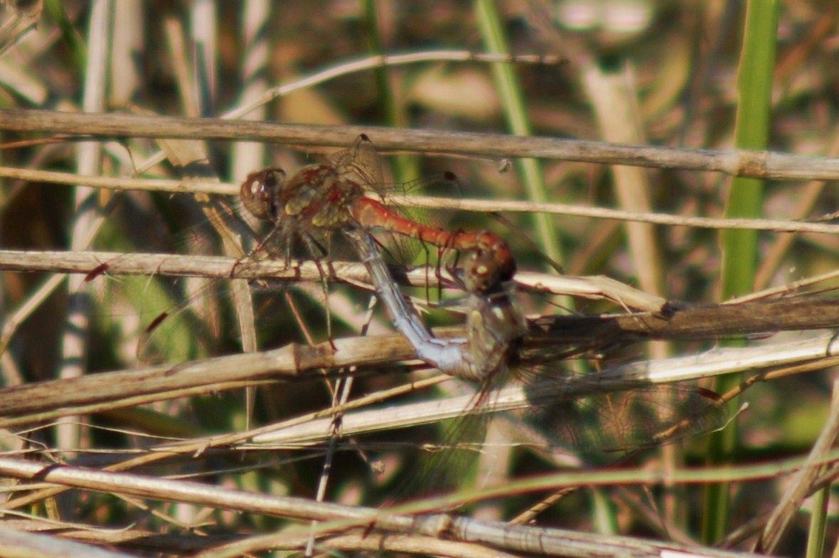 Accoppiamento di Sympetrum striolatum