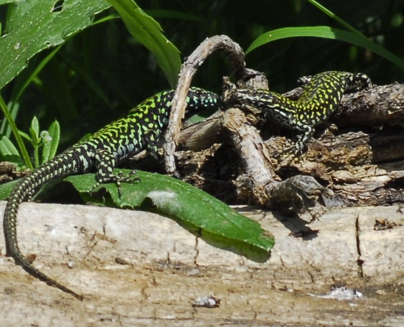 Incontro tra Podarcis muralis