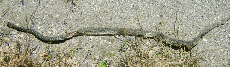 Podarcis muralis nigriventris, maschio