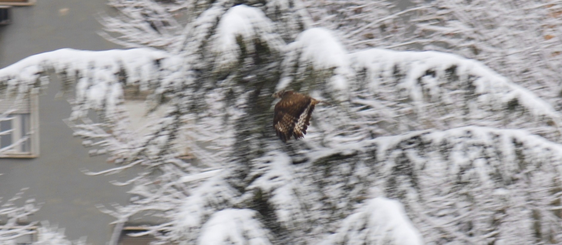 A Roma (durante la neve).