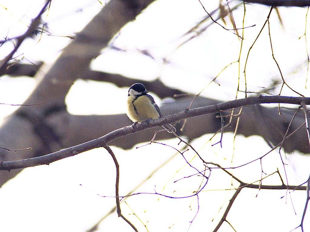 Come fotografare gli uccelli