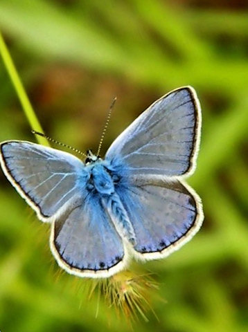 Fiocchetto azzurro