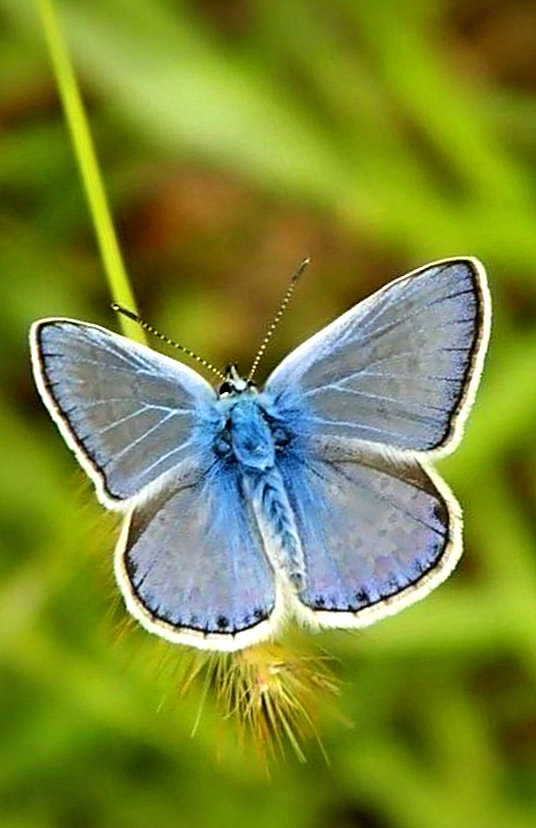 Fiocchetto azzurro