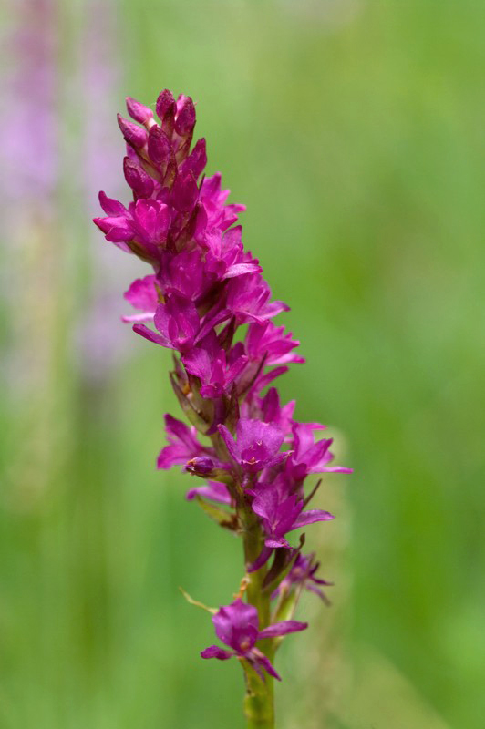 Orchidea dubbia