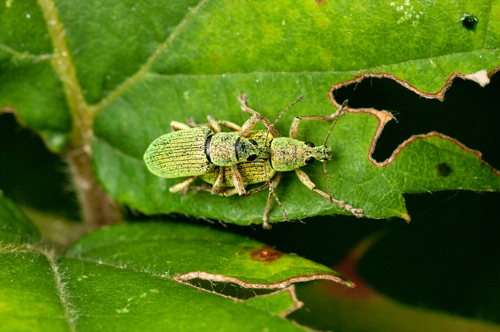 Polidrusus sp. (Curculionidae)