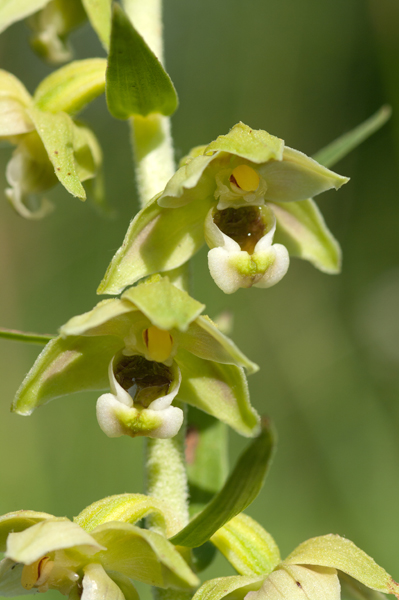 Epipactis