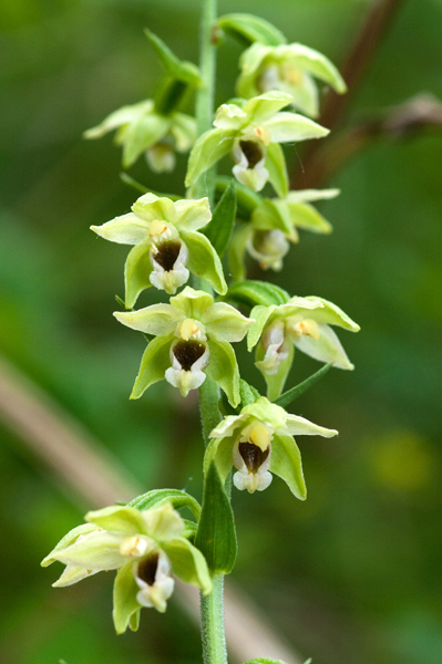 Epipactis