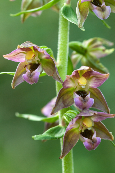 Epipactis