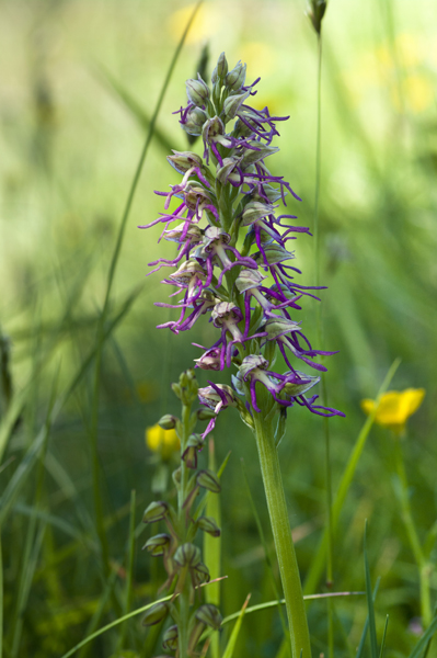 ibrido: Orchis xbergonii