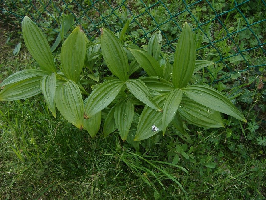 Orchidea? No! Veratrum album