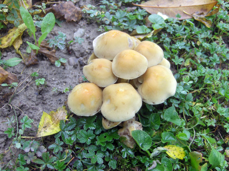 Identificazione fungo (Hypholoma sp.)