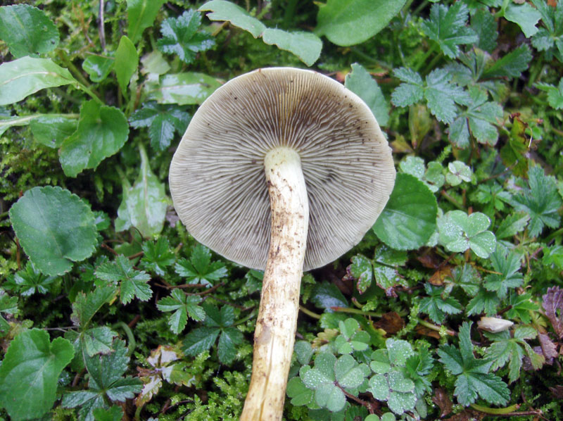 Identificazione fungo (Hypholoma sp.)