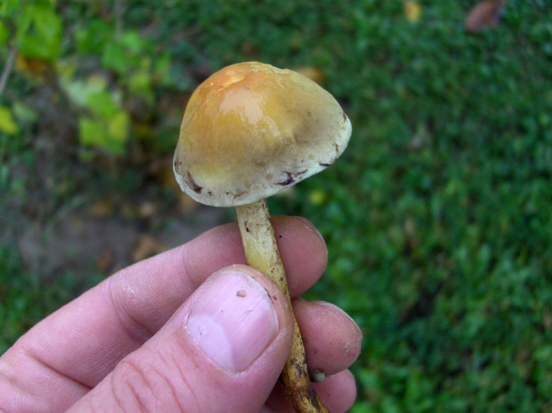 Identificazione fungo (Hypholoma sp.)