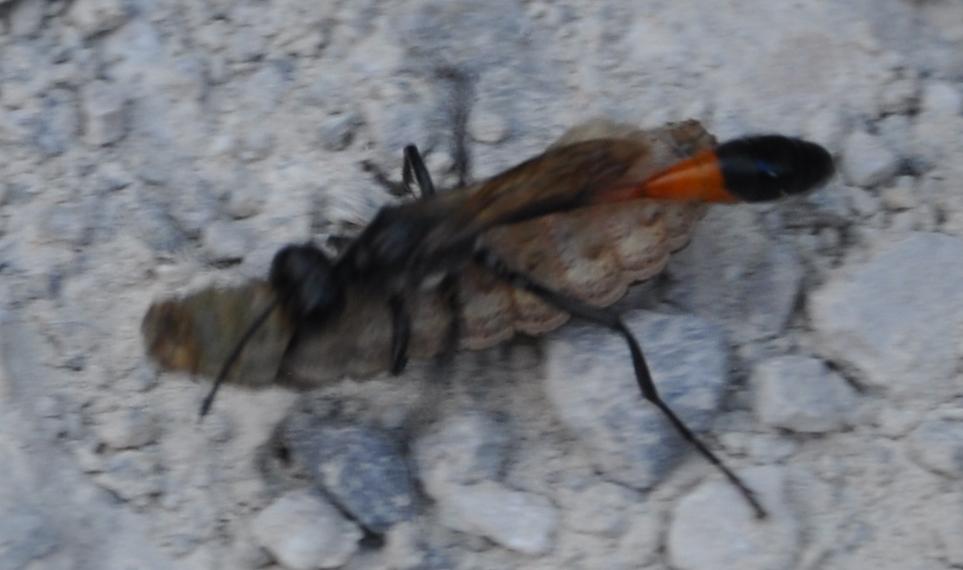 Qualcuno sa cosa sta succedendo? Ammophila con bruco