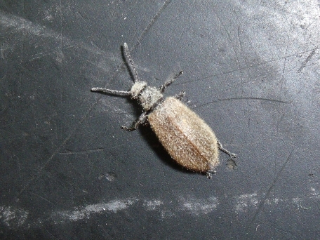 Lagria hirta impolverata