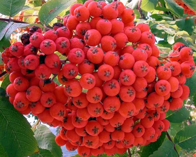 grappoli rossi - Sorbus aucuparia
