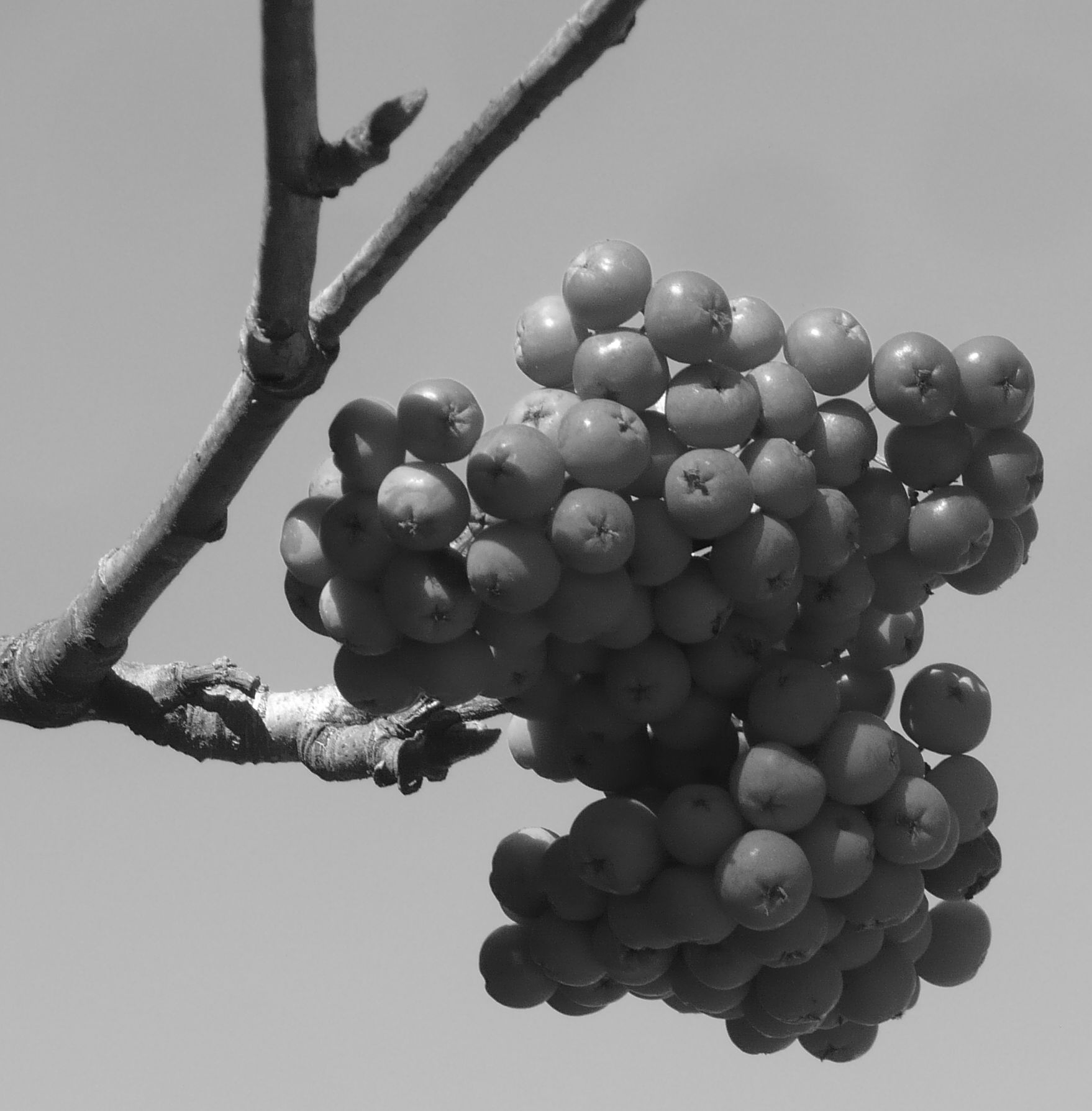 grappoli rossi - Sorbus aucuparia