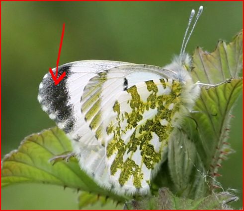 Altra farfalla da identificare : Euchloe insularis