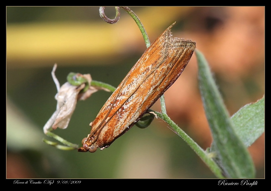 Pyralidae 2 - Moitrelia obductella (Zeller, 1839)