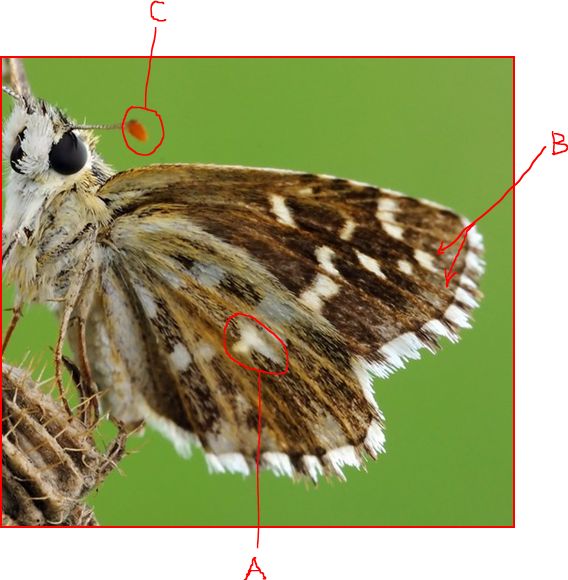 Identificazione... : Pyrgus cf malvoides