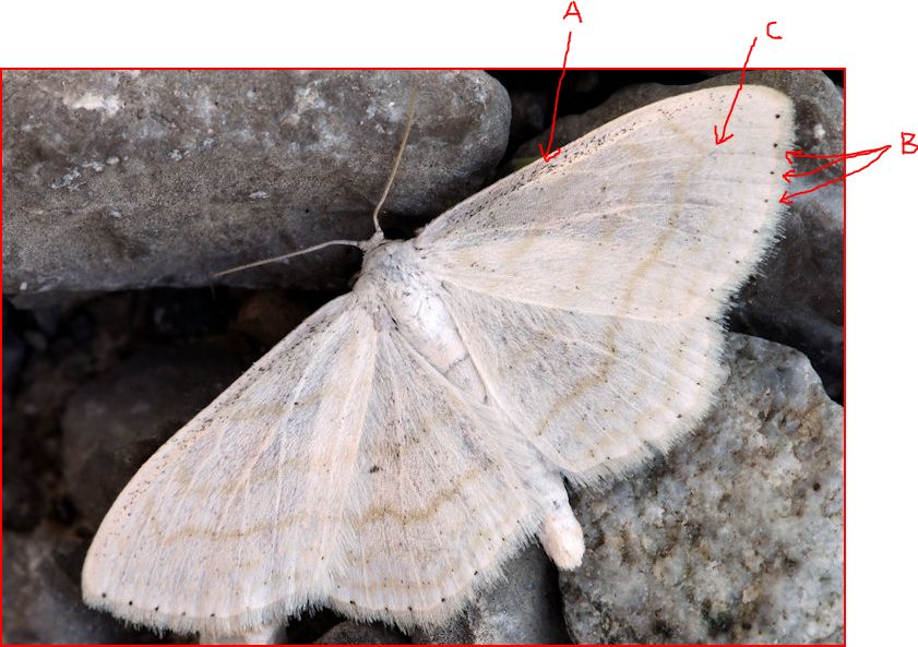 Geometridae