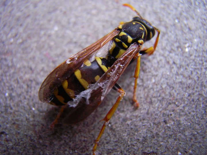 Polistes?