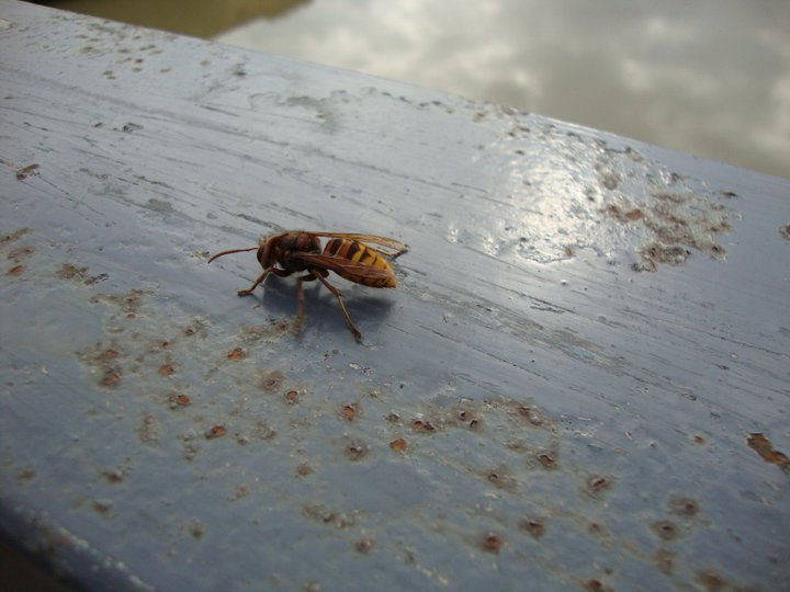 Vespa crabro